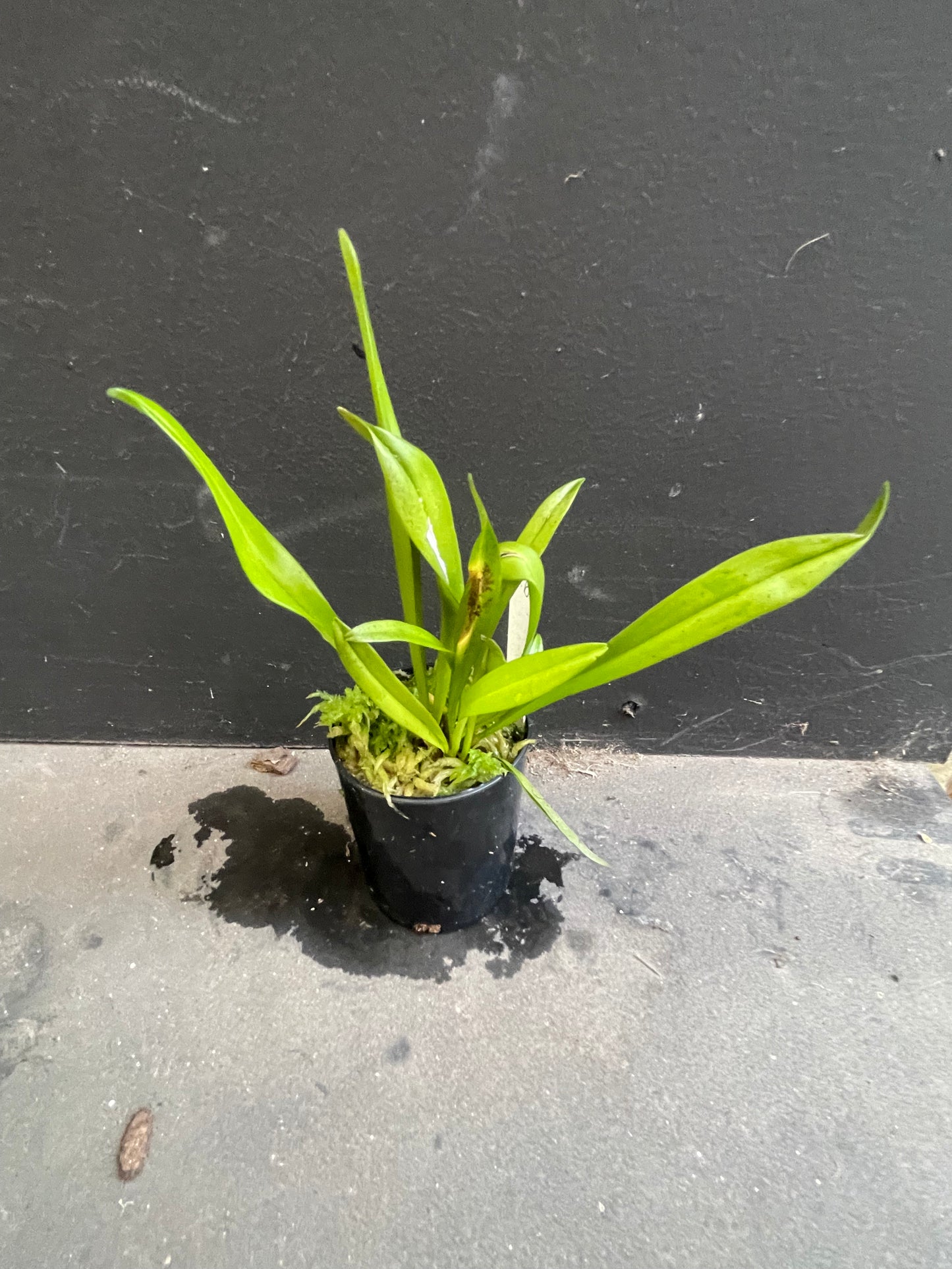 Dracula erythrochaete: Grow the Red-Bristled Monkey Face Orchid
