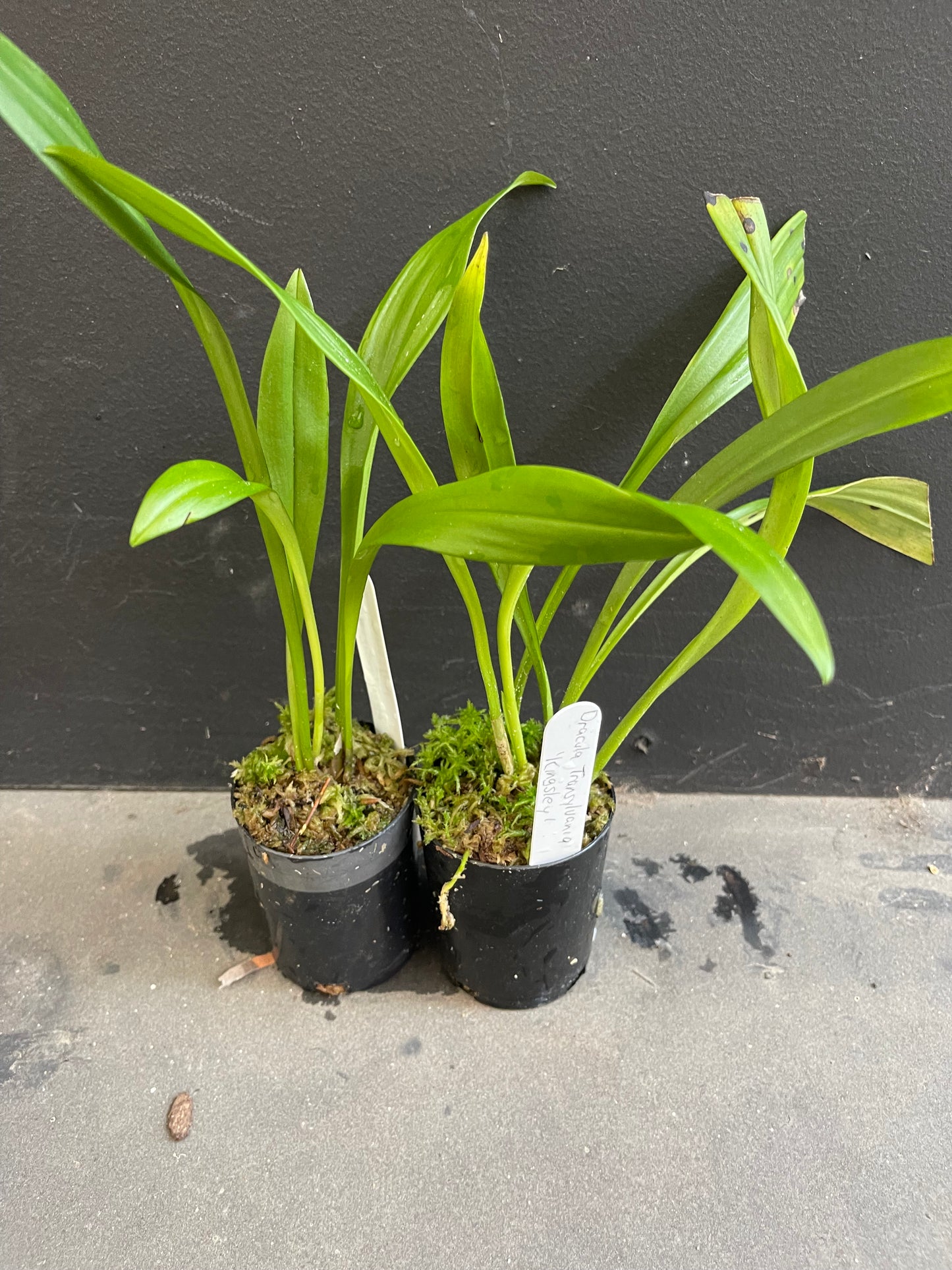 Dracula Transylvania 'Kingsley': Grow This Captivating Hybrid Orchid