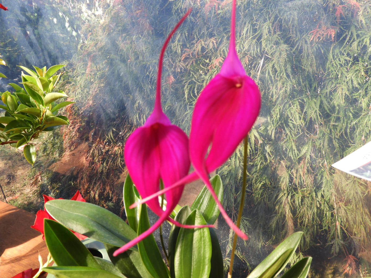 Masdevallia Machu Picchu 'Jay Vee'