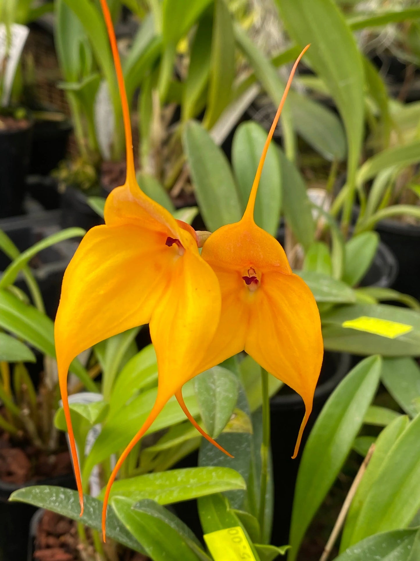 Masdevallia Kimball's Sun 'Bright Angel' – Brilliant Yellow Compact