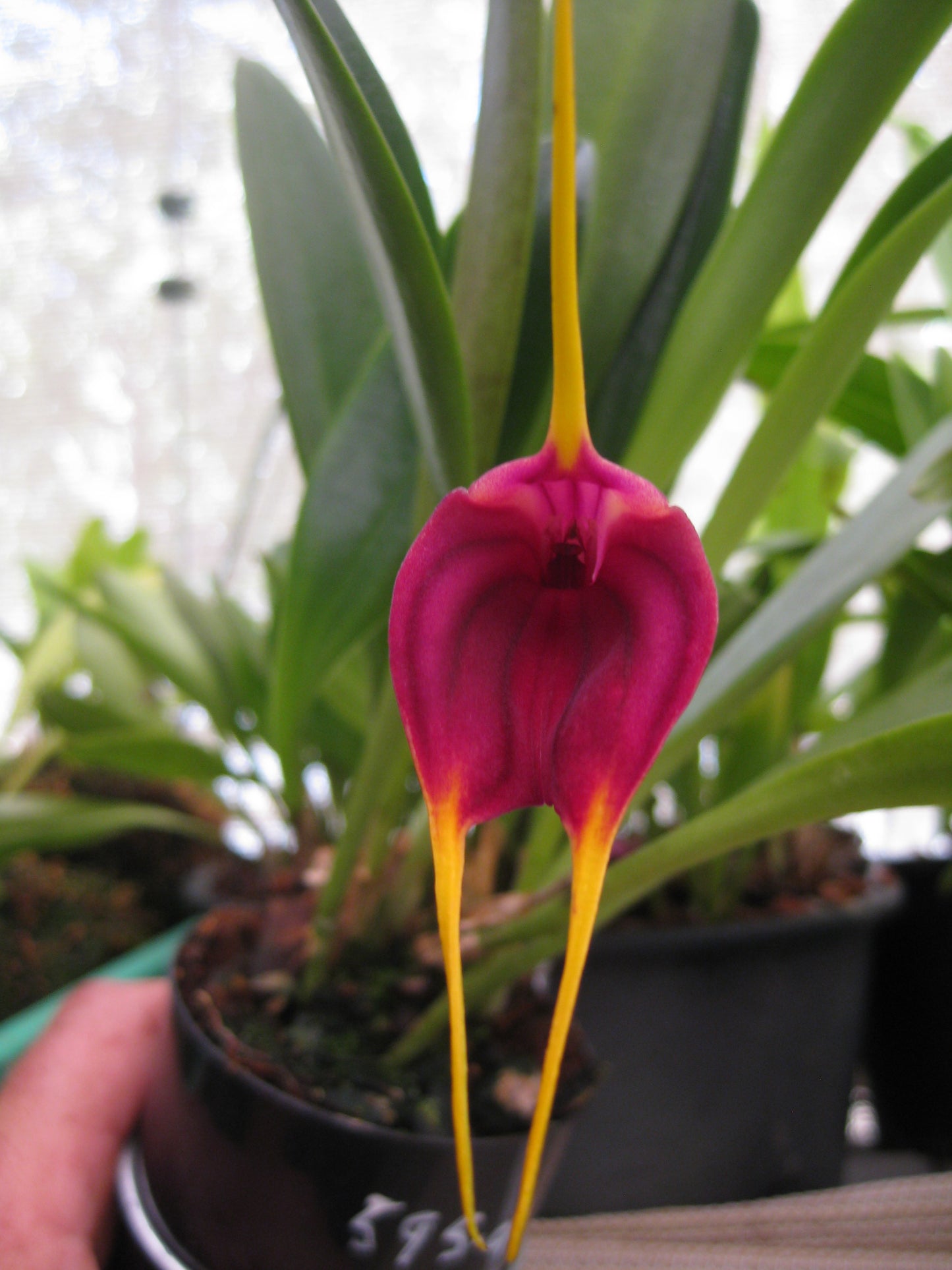 Masdevallia John Tomaschke 'Deep Purple'