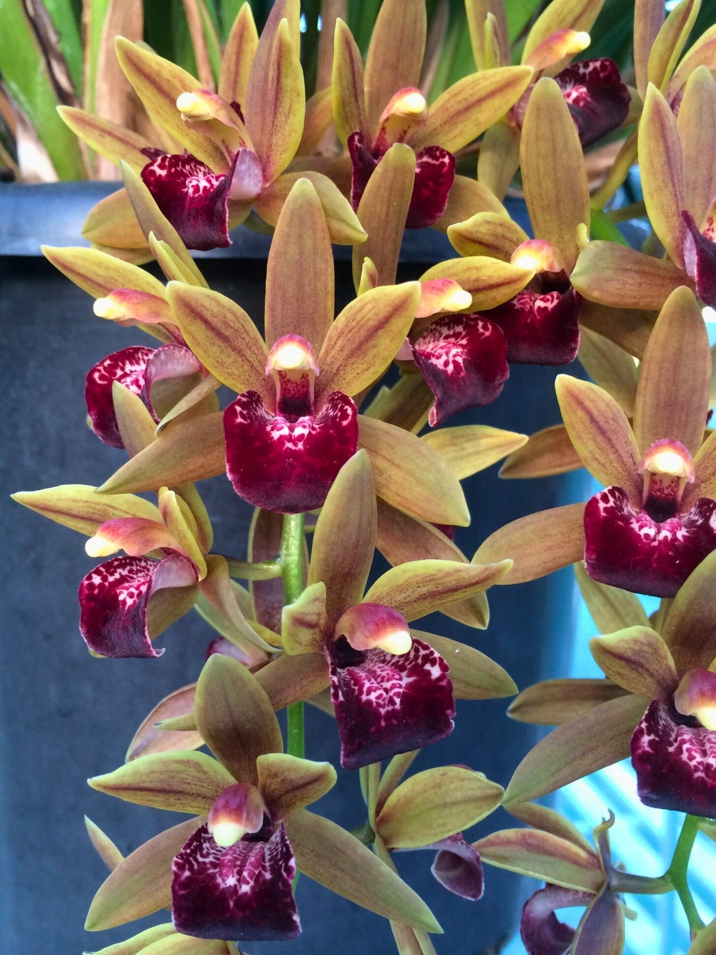 Cymbidium Kevbourkus ‘J&D’ flowers, tawny caramel sepals and petals with a contrasting deep purple-red lip.