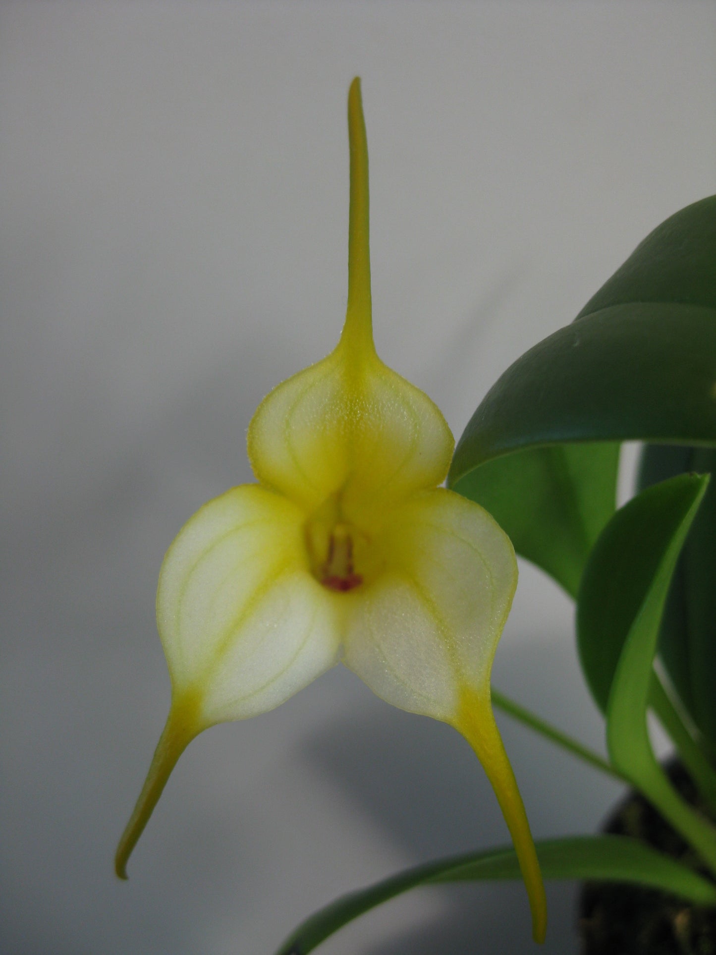 Masdevallia Kimballiana 'Yellow Doll' HCC/OSCOV