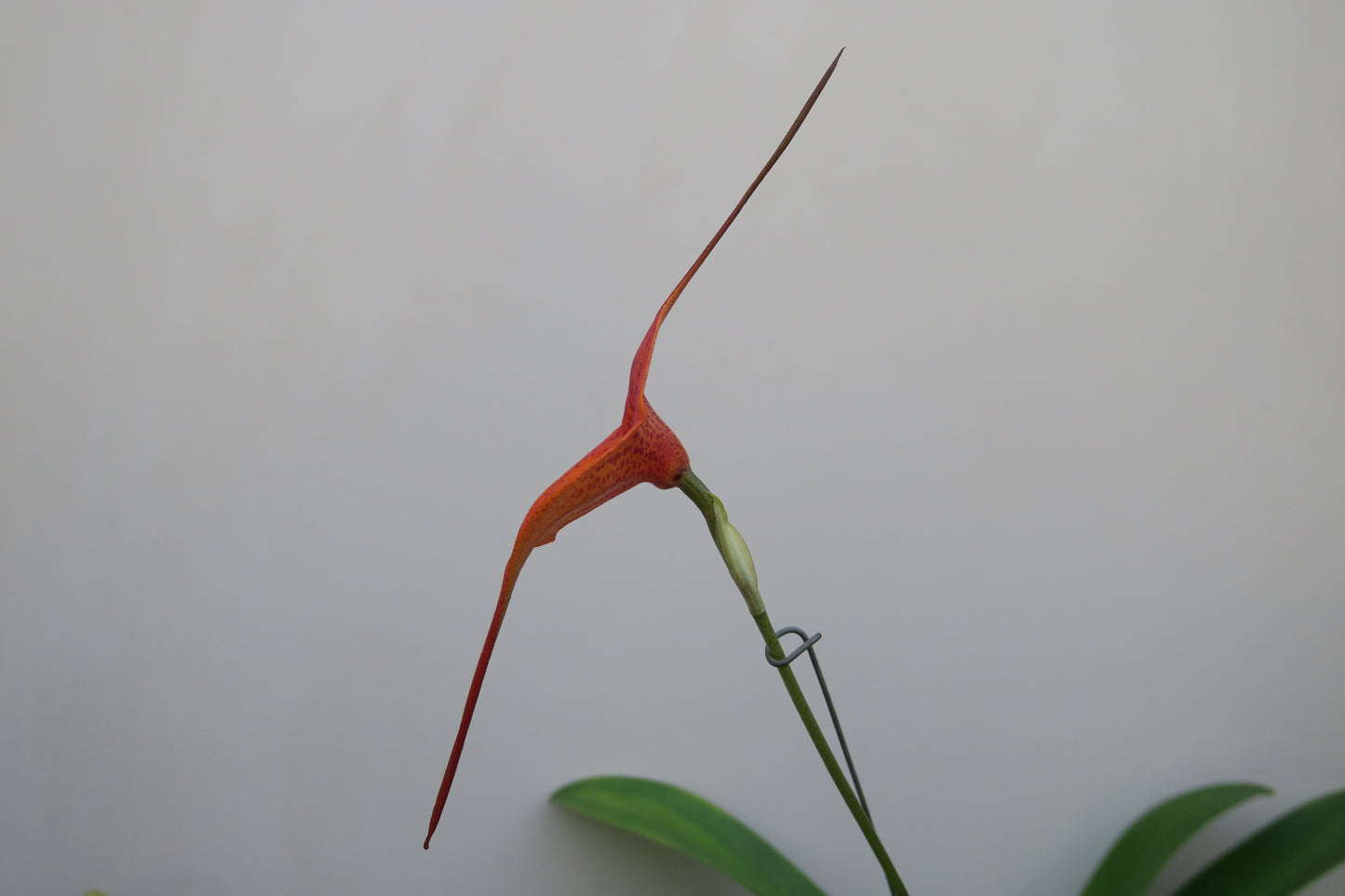 Masdevallia King of Kings 'Zabeel'