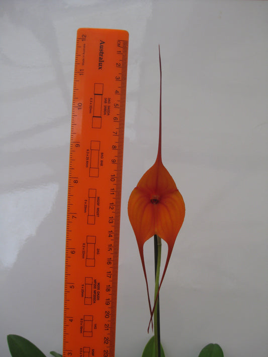 Masdevallia King of King's Royal Monarch HCC/AOC