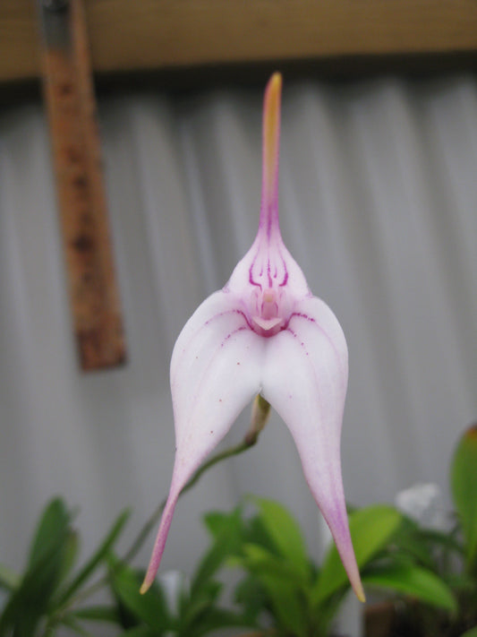 Masdevallia Larissa 'Alabaster'