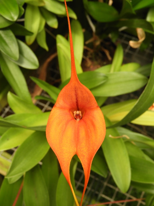 Masdevallia Orinoco ‘Triple X’ AM/AOC flower close-up, deep orange color with red speckles and a velvety texture.