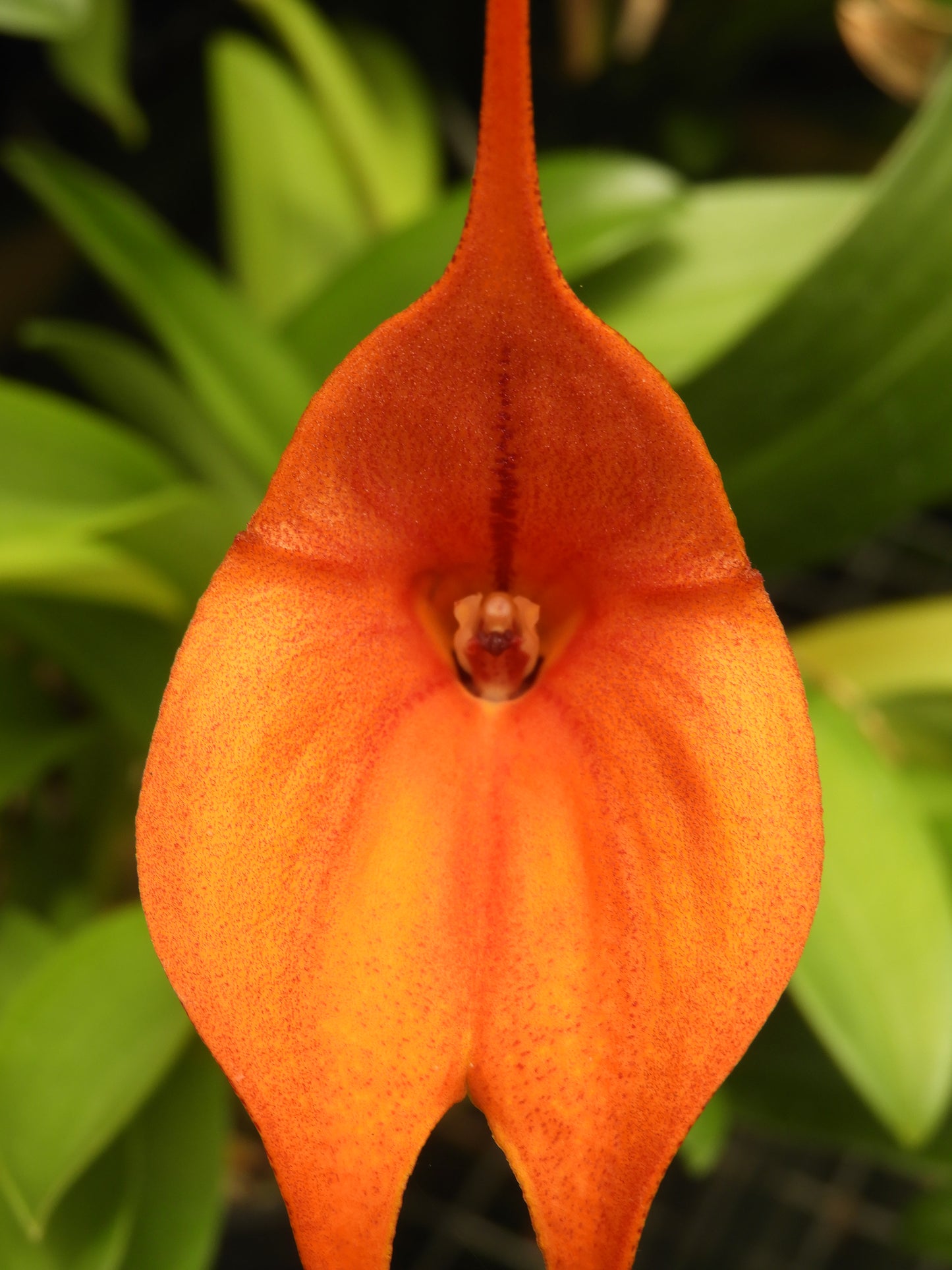 Masdevallia Orinoco ‘Triple X’ AM/AOC