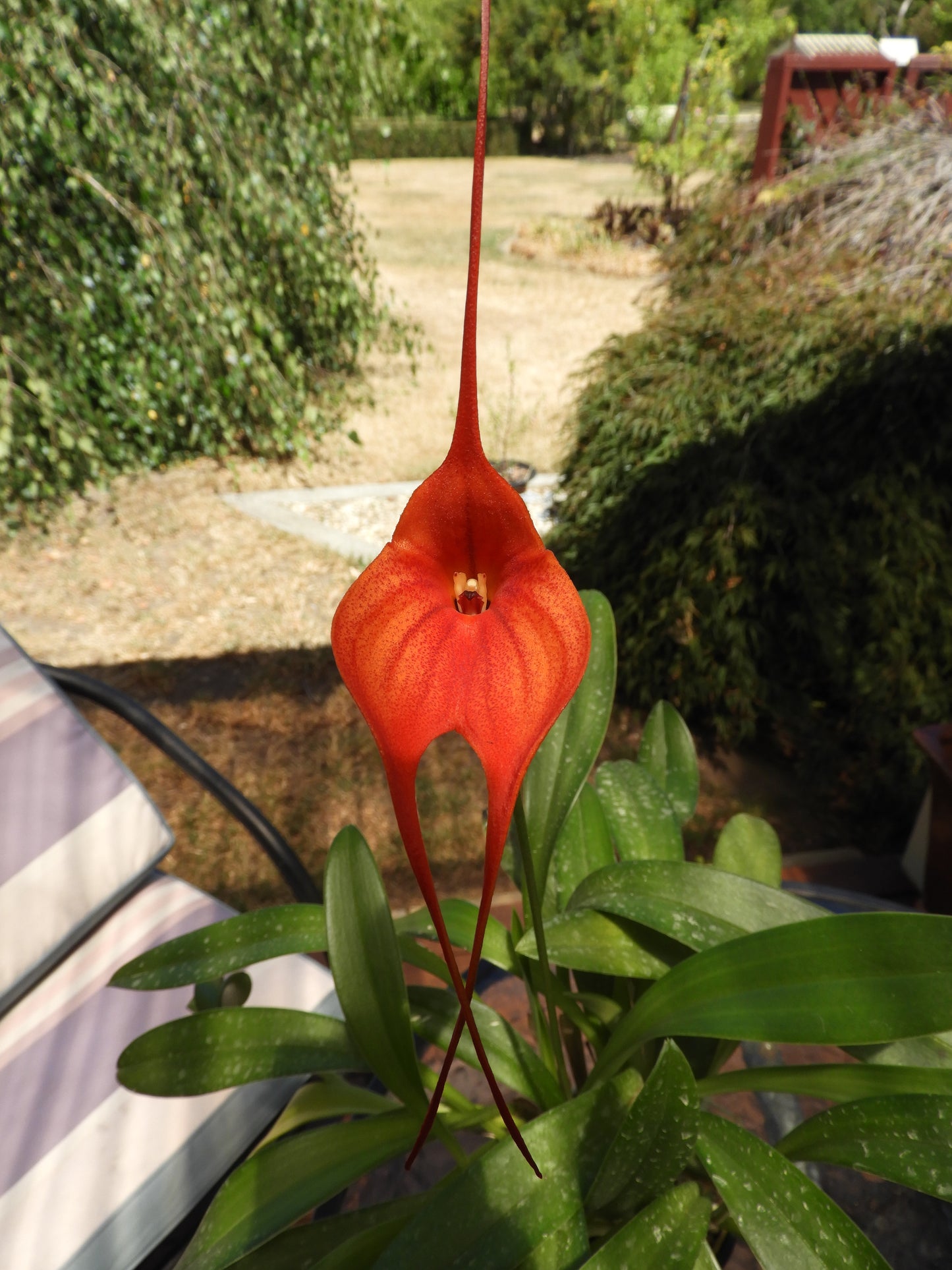 Masdevallia Bay of Fires '#525' third flower view showing award-quality form