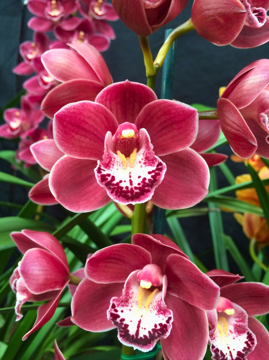 Cymbidium Memoria Myrtle Wain ‘Lachie’ flower close-up, rich plum-red petals and sepals with a crisp white edge and a bold spotted lip.