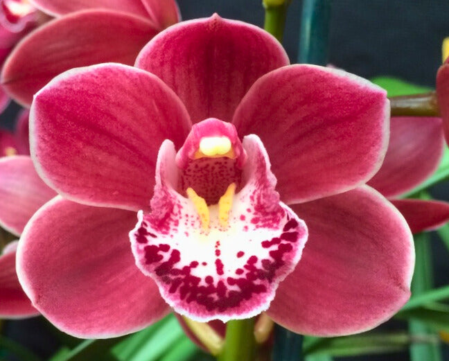 Cymbidium Memoria Myrtle Wain ‘Lachie’ flower close-up, rich plum-red petals and sepals with a crisp white edge and a bold spotted lip.