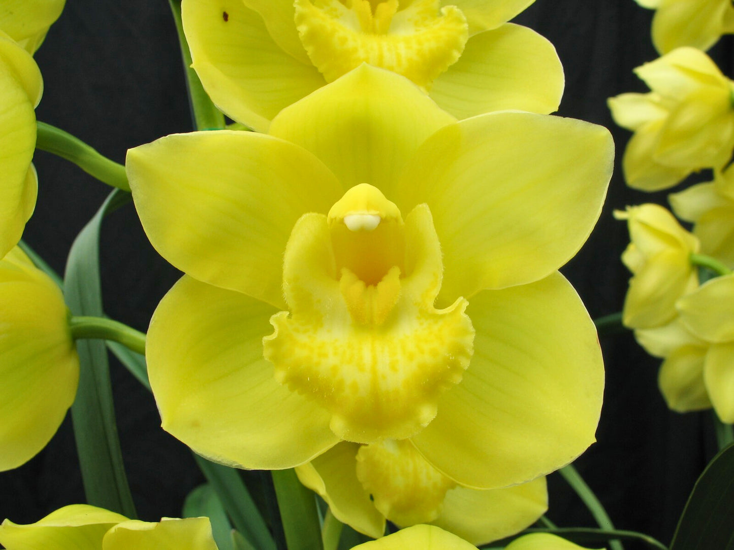 Cymbidium Memoria Patsy Bauman ‘Templestowe’ close-up of flower, clear vibrant golden yellow petals and sepals with a matching yellow lip.