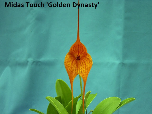 Masdevallia Midas Touch ‘Golden Fynasty’ FCC/AOC