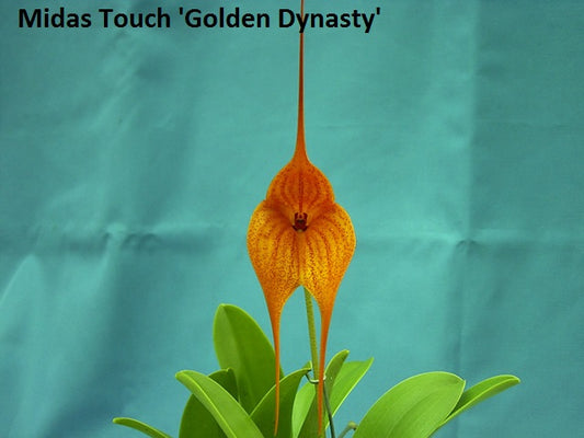 Masdevallia Midas Touch ‘Golden Dynasty’ FCC/AOC flower close-up, spotted orange with long tails.