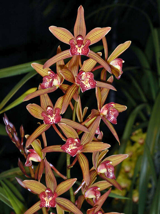 Cymbidium Nut ‘H&R’ flowers, tawny copper segments with prominent red striping and a white lip heavily marked with red.
