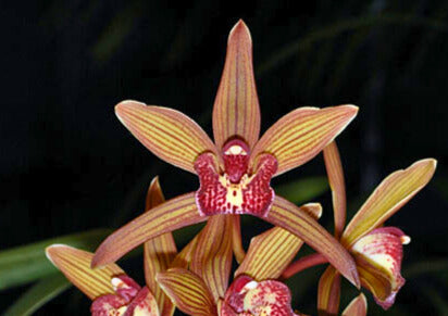 Cymbidium Nut ‘H&R’ flowers, tawny copper segments with prominent red striping and a white lip heavily marked with red.