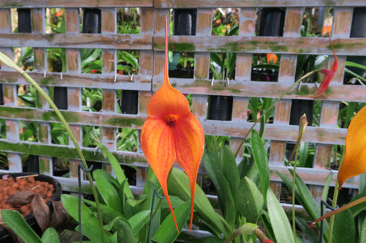 Masdevallia Orinoco ‘Crown Prince’ flower close-up, vibrant orange color with long tails