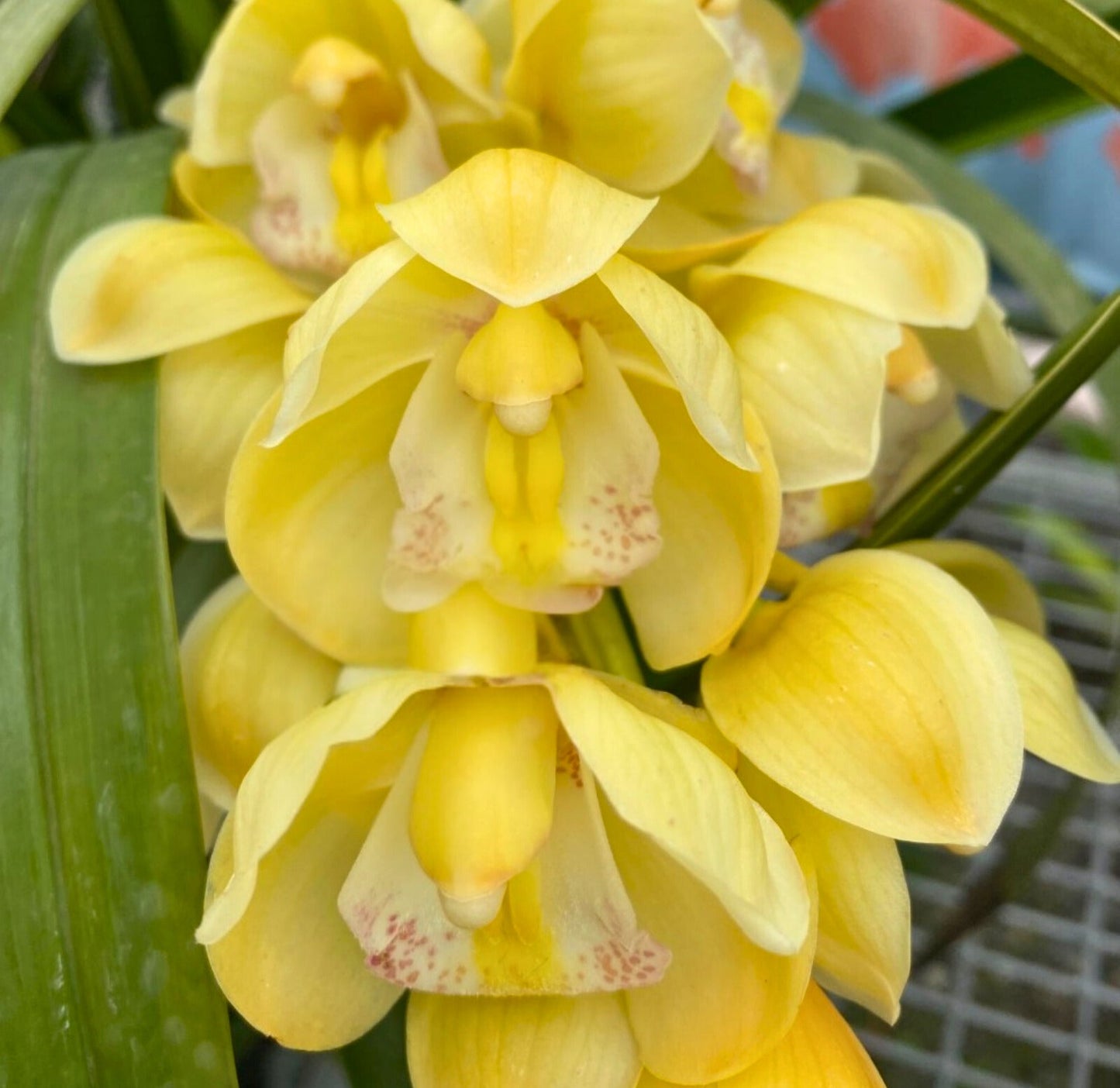 Cymbidium Paradisian Choice ‘Dreamer’ flower close-up, pure buttercup yellow sepals and petals with a pale lip and faint red spots.