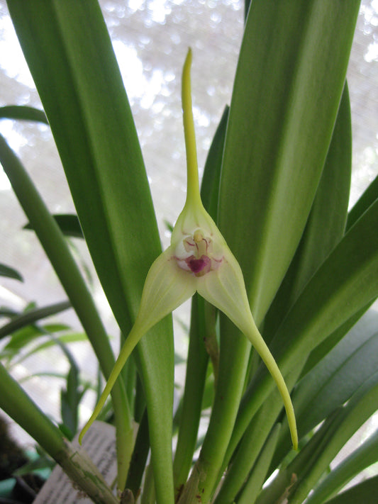 Masdevallia Sea Breeze ‘Limelight’ – Pale Yellow Hybrid Orchid
