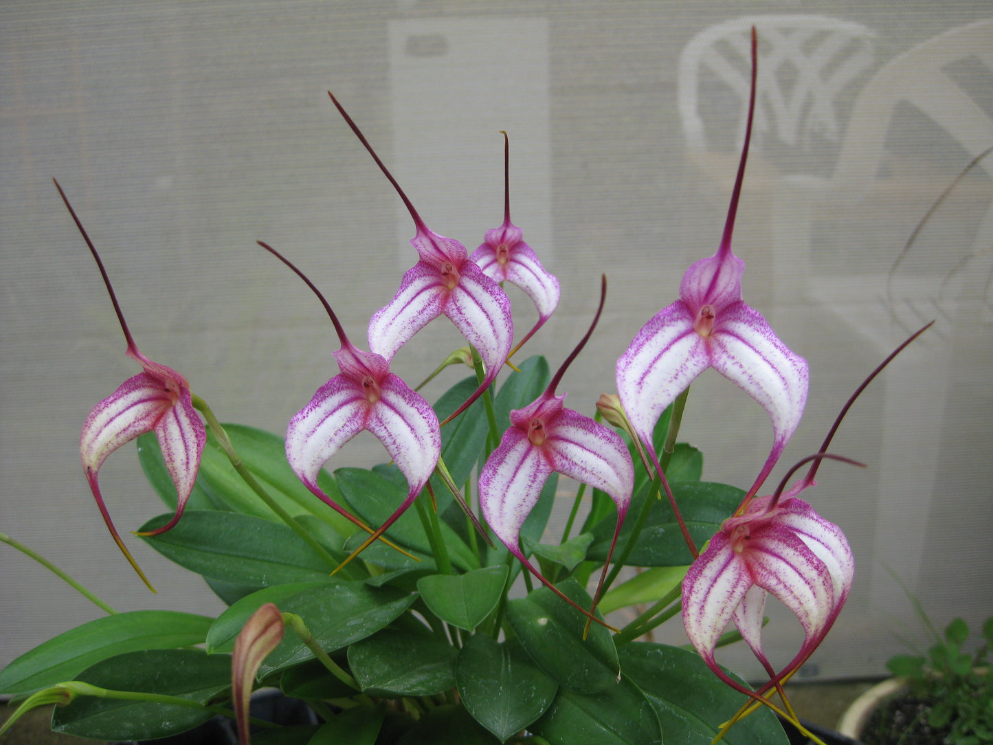 Masdevallia Sugar Baby × Angel Crest 'Toby Toes'