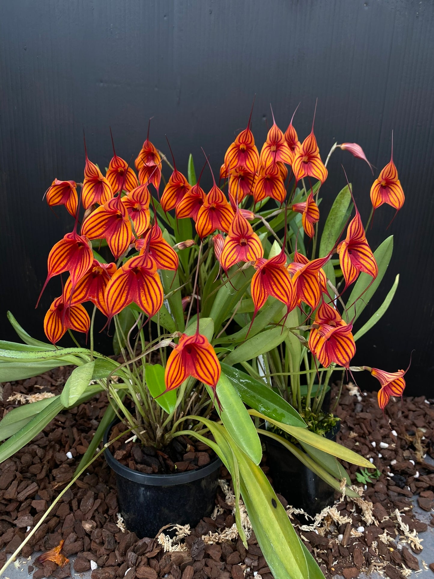 Masdevallia Veitch's Candy Cane 'Super Striper' HCC/AOC