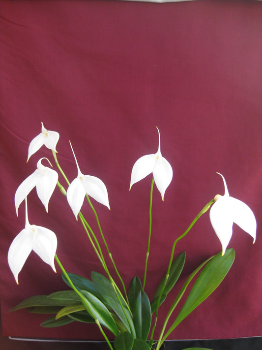 Masdevallia coccinea f. alba 'White Squall'