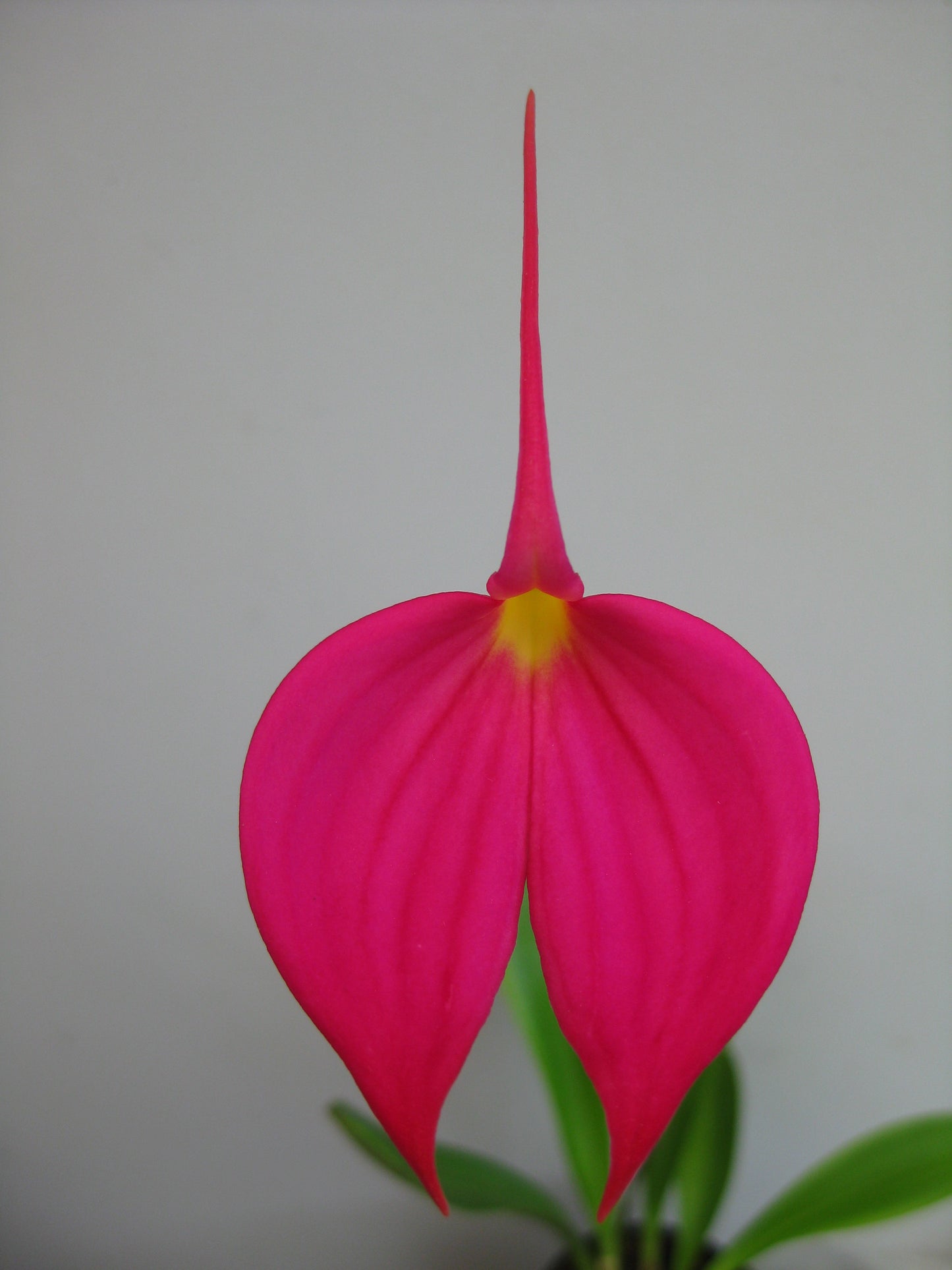 Masdevallia coccinea var. lindenii 'Flamenco'