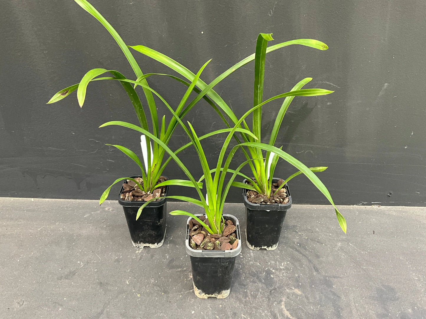 68mm mericlone cymbidium