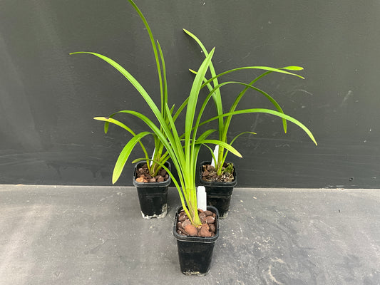 68mm mericlone cymbidium