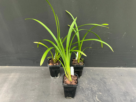 68mm mericlone cymbidium