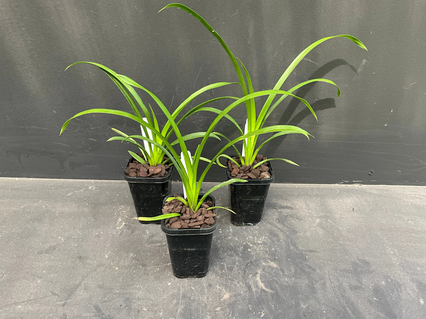 68mm mericlone Cymbidium