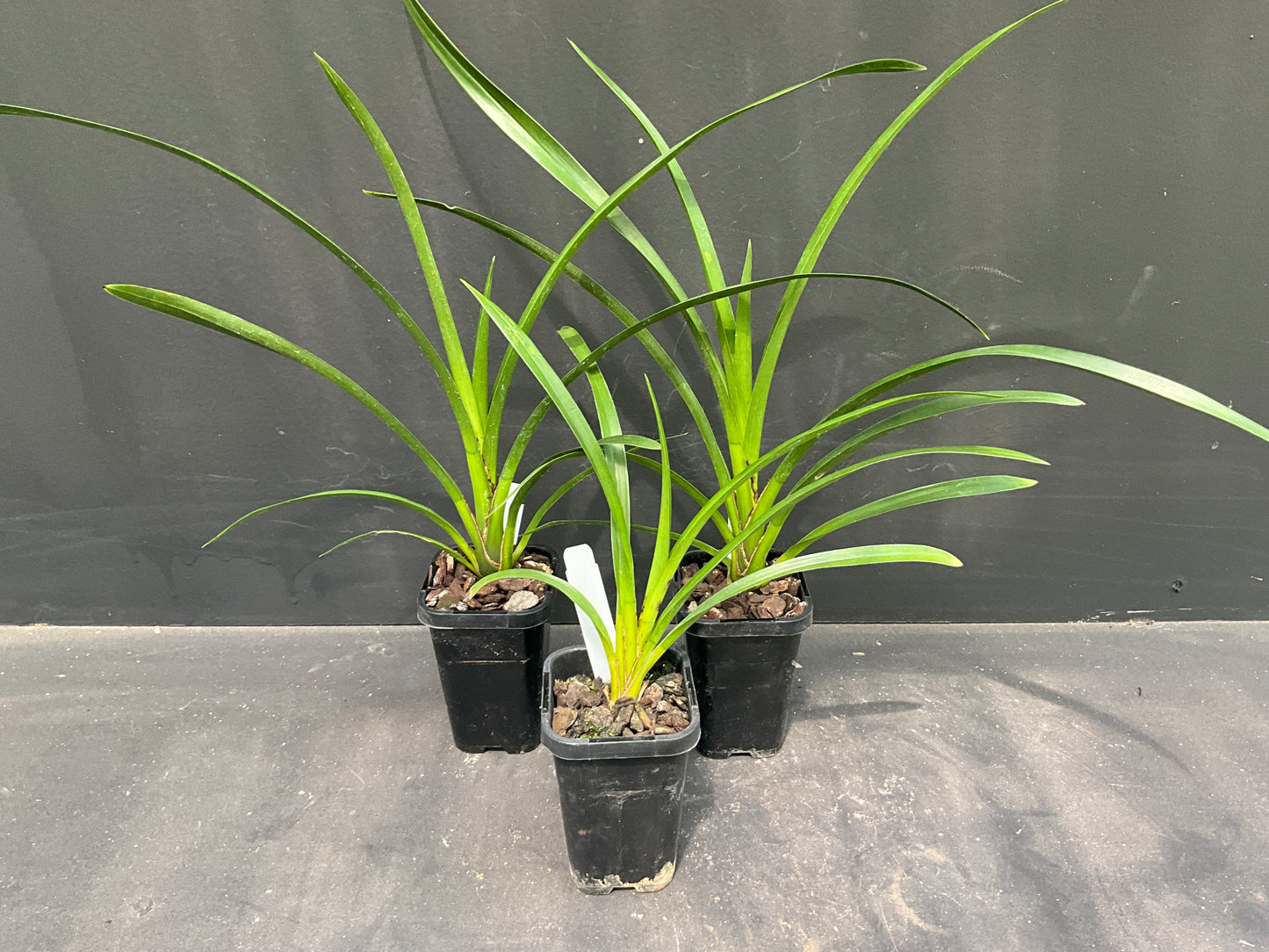 68mm mericlone cymbidium
