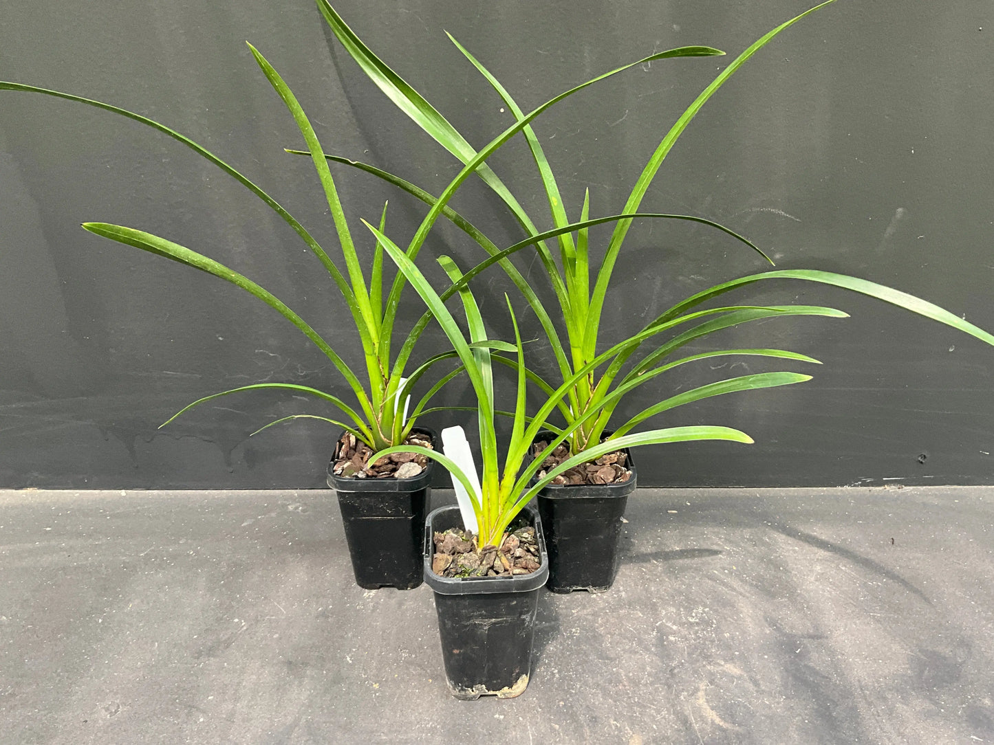 Cymbidium Templestowe Opal 'Tiny' plant in 66mm pot — established mericlone seedling
