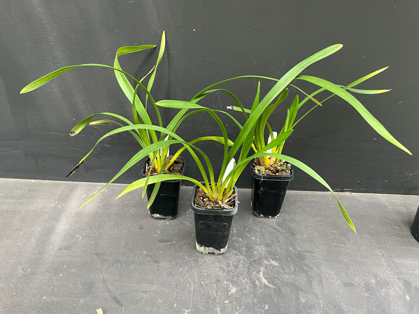 68mm mericlone Cymbidium