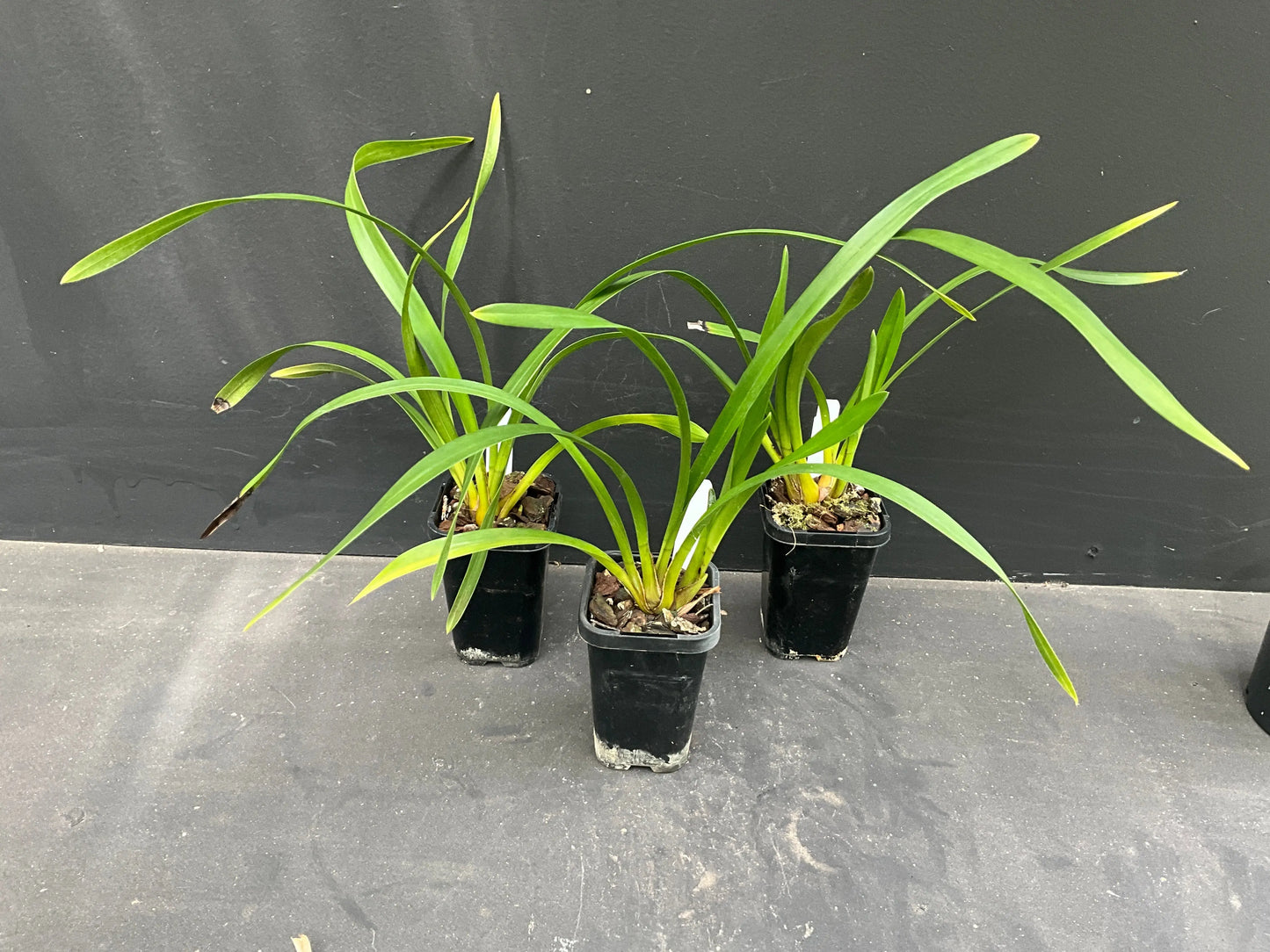 Cymbidium Templestowe's Charm 'Julie' AM/AOC plant in 66mm pot — established mericlone seedling