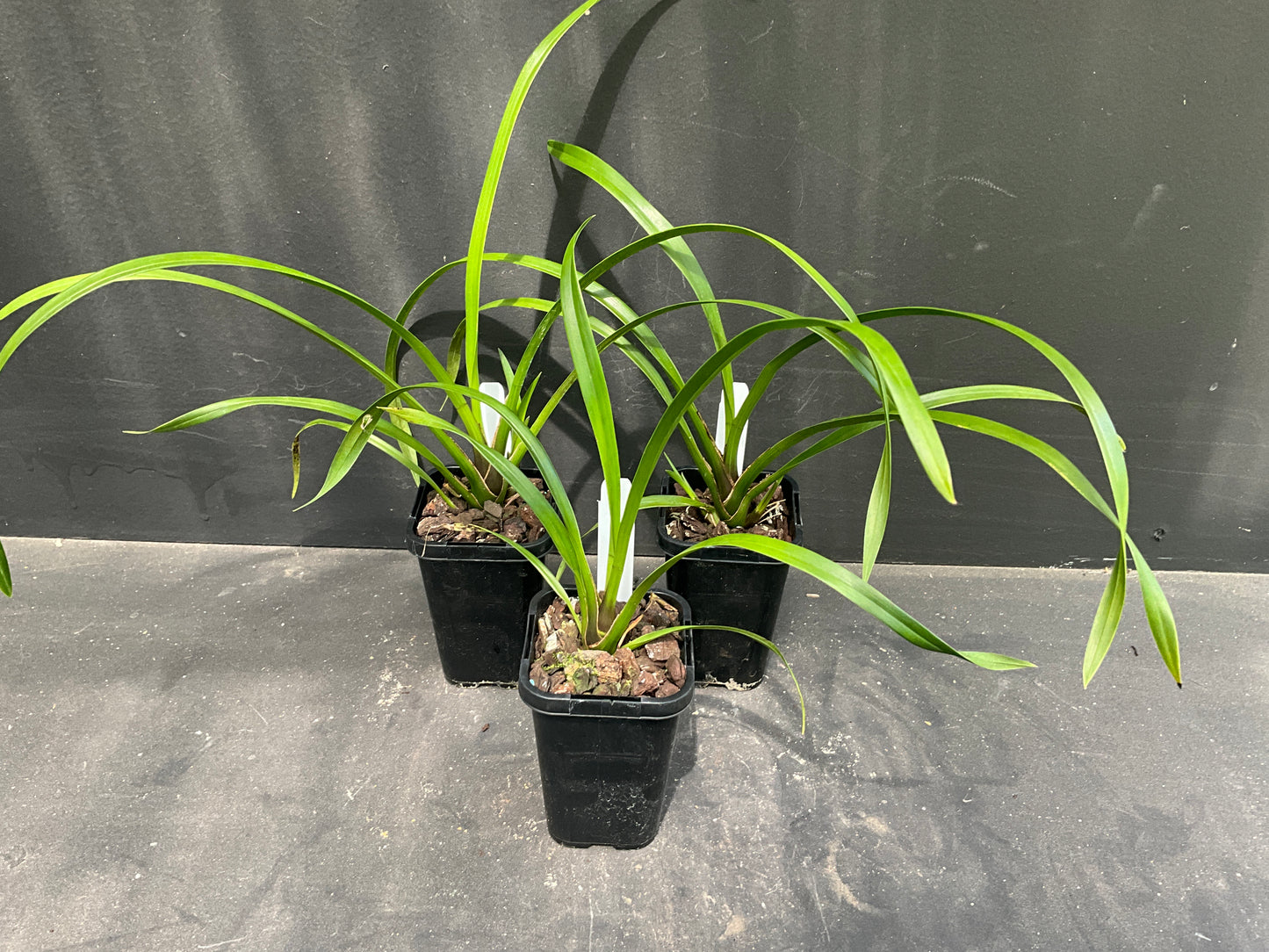 Cymbidium Brunette ‘Chocolate Spice’ – Intermediate Fragrant Brown