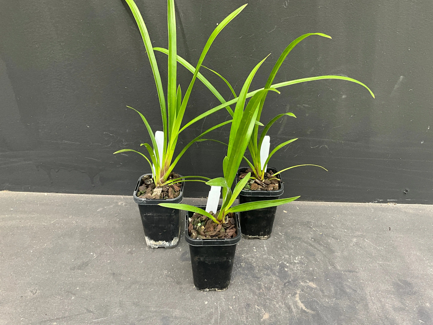 68mm mericlone cymbidium