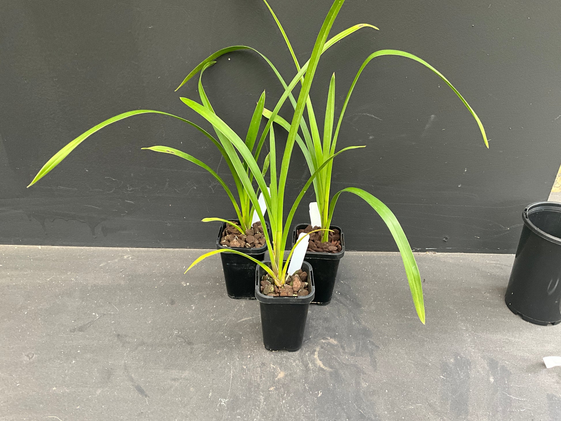 68mm mericlone Cymbidium