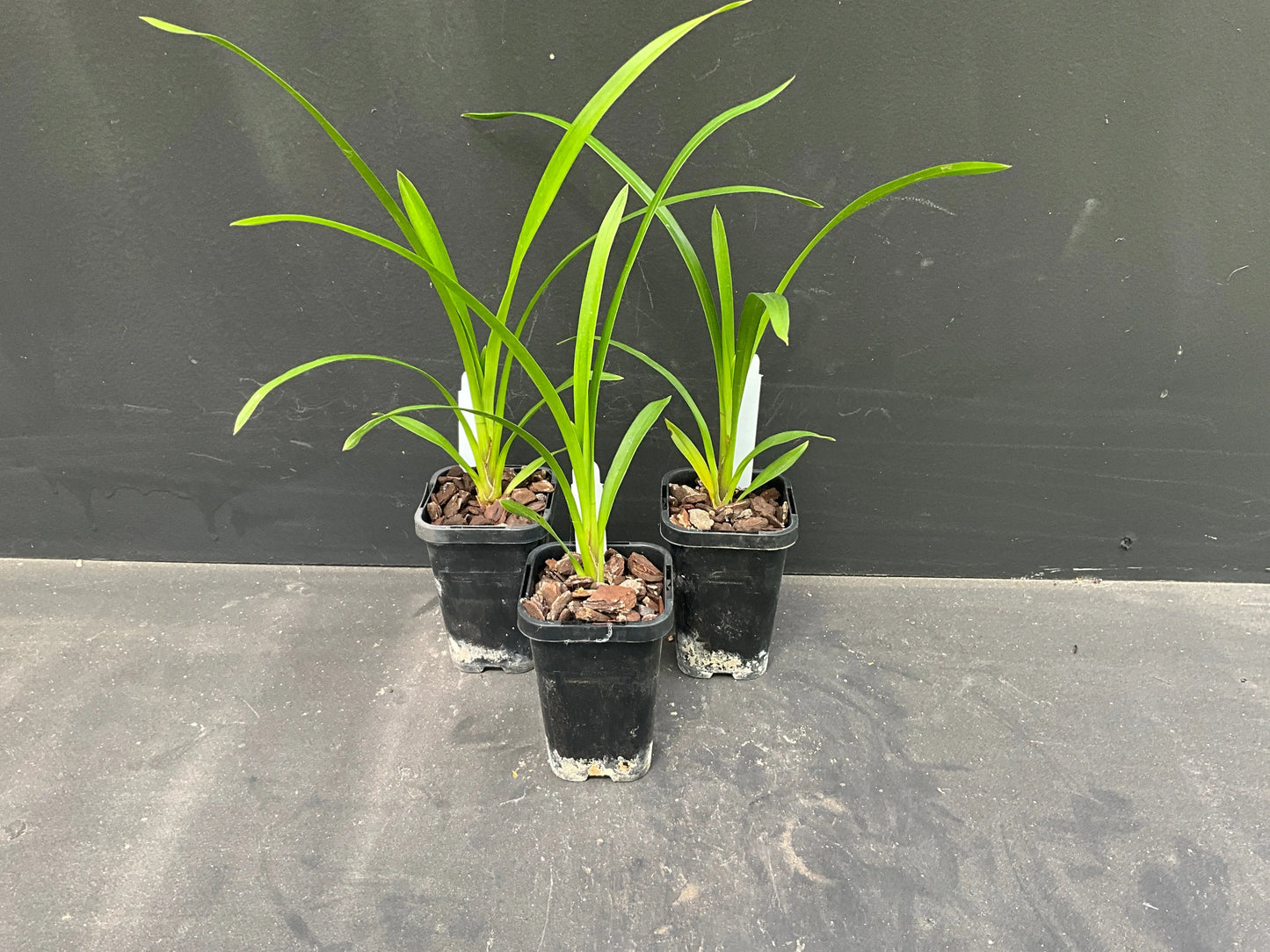 68mm mericlone Cymbidium