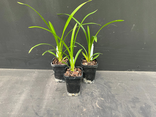 68mm mericlone Cymbidium