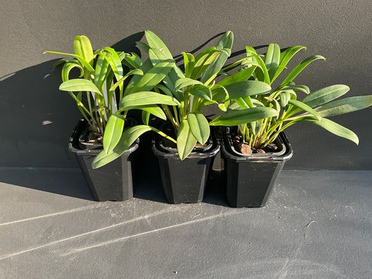 Masdevallia Southern Comfort 'Mini Tiger'