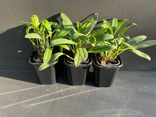 Masdevallia Southern Comfort 'Mini Tiger'