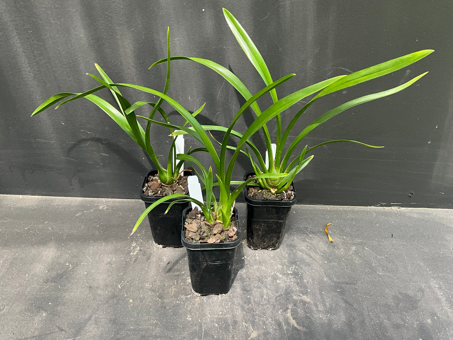 68mm mericlone cymbidium