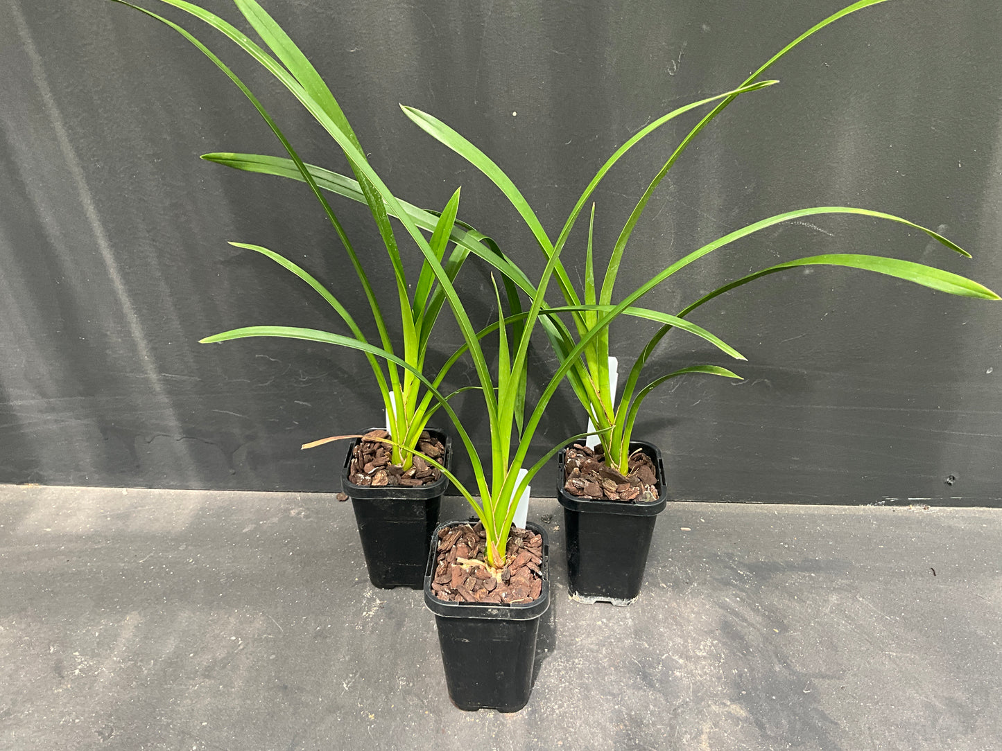 68mm mericlone cymbidium
