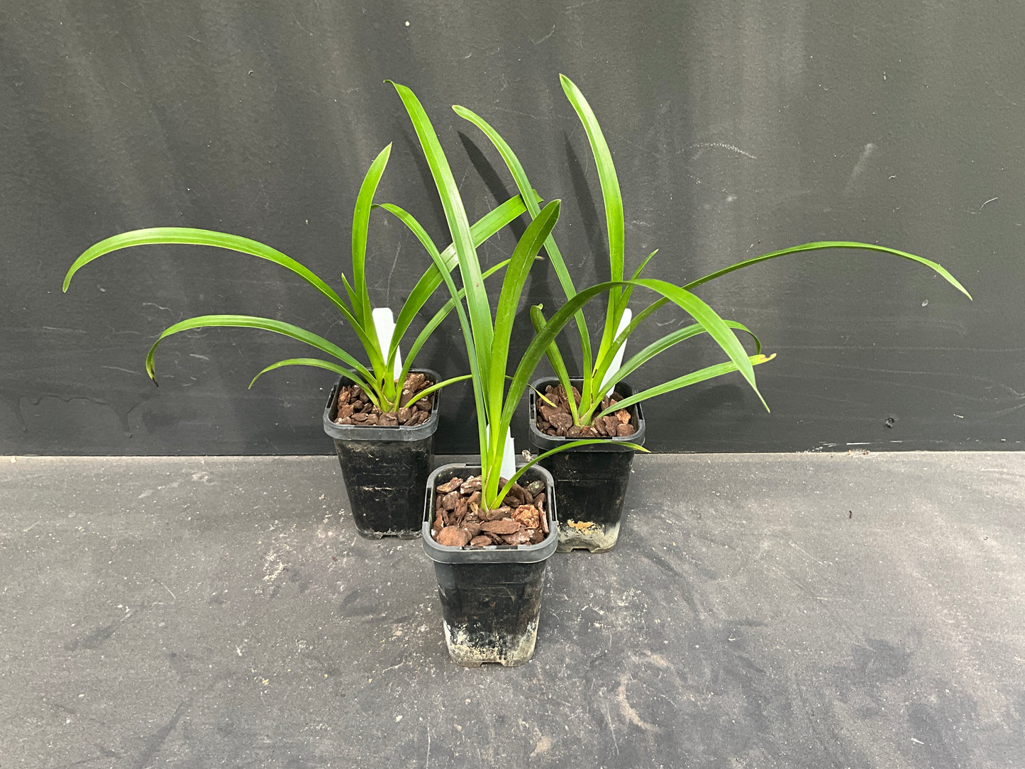 68mm mericlone cymbidium