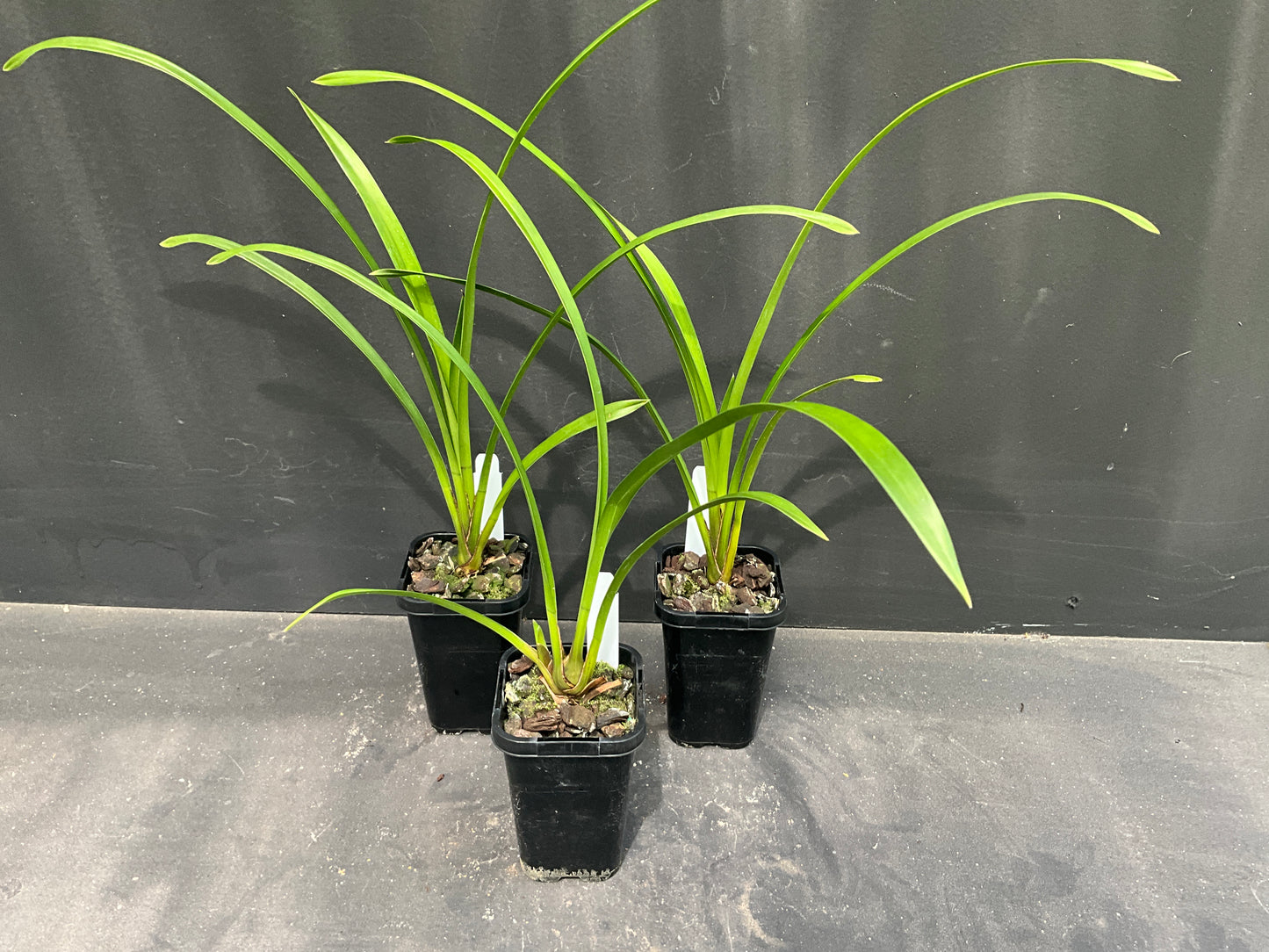 68mm mericlone cymbidium