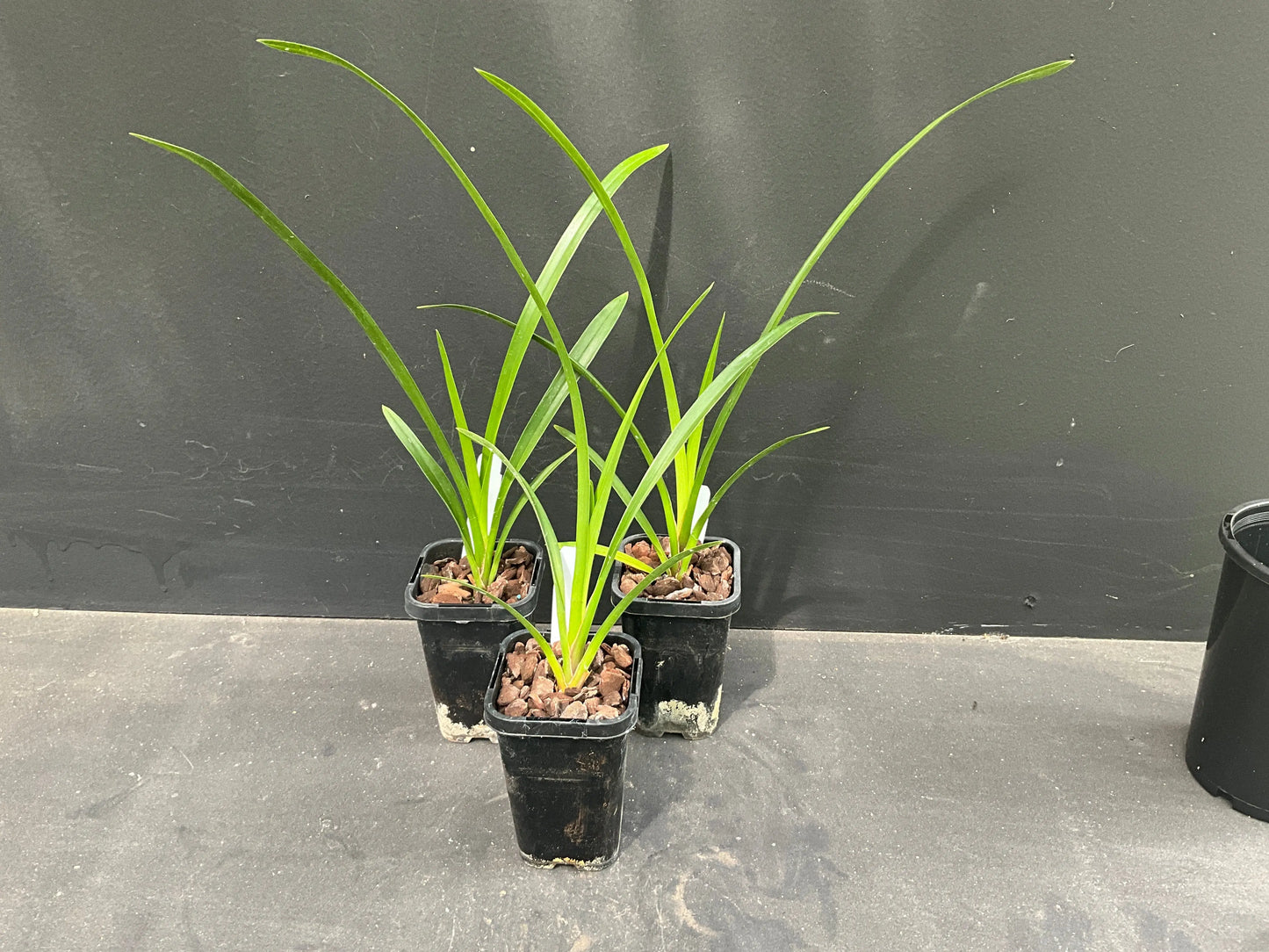 68mm mericlone Cymbidium