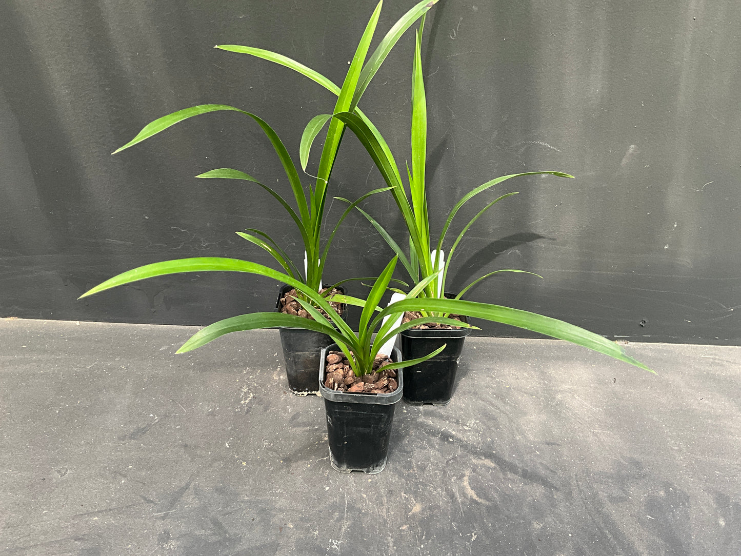 68mm mericlone Cymbidium