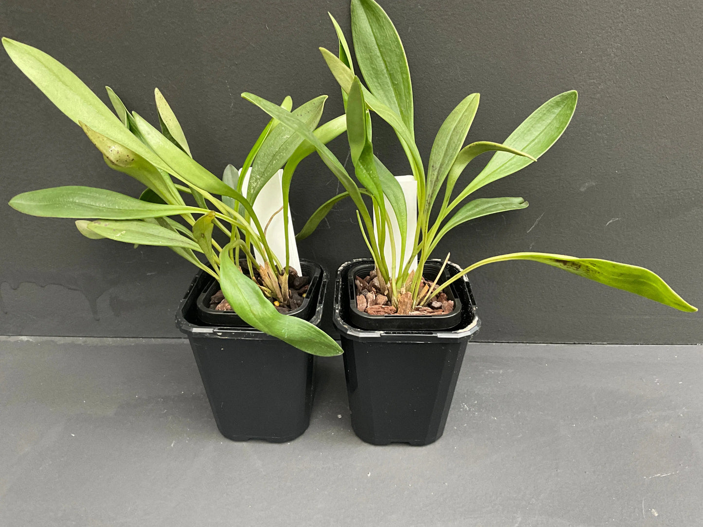 Masdevallia Magic Dragon 'Dragon Stripes' plant showing compact growth habit