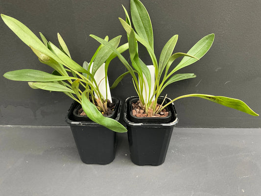 Masdevallia Magic Dragon 'Dragon Stripes' plant showing compact growth habit